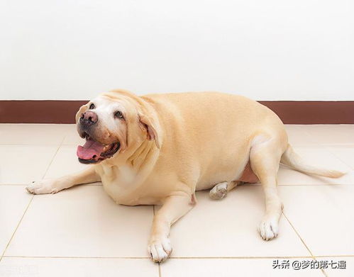 如何保持狗健康