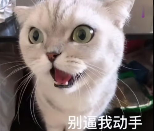 天天打猫会怎么样的