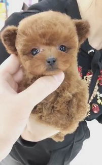 茶杯泰迪犬能活多久