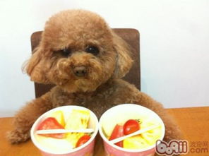 贵宾犬能吃哪些水果