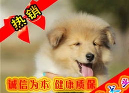 廊坊哪里有买狗的