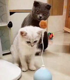 如何用逗猫棒逗猫