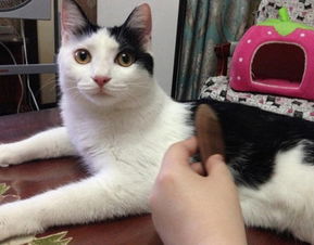 猫化毛膏哪个好