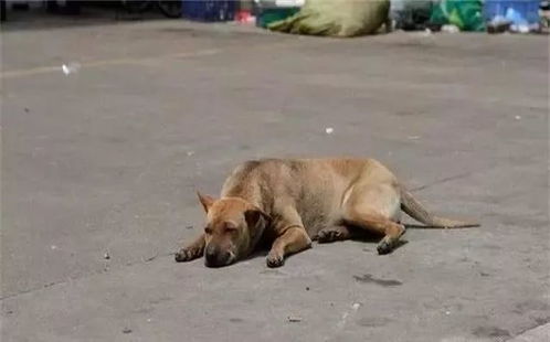 兰州哪里卖土狗