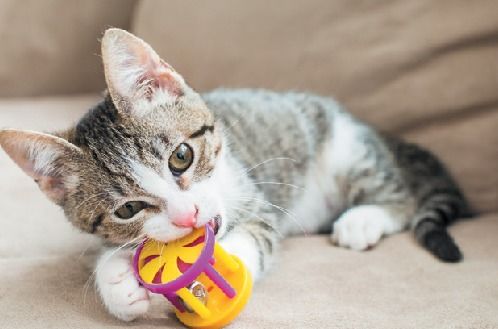 如何与猫咪玩