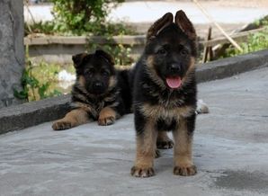 德牧犬哪里有卖的