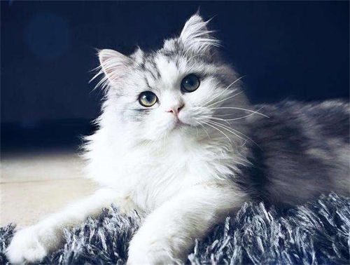 猫多久吃次打虫药