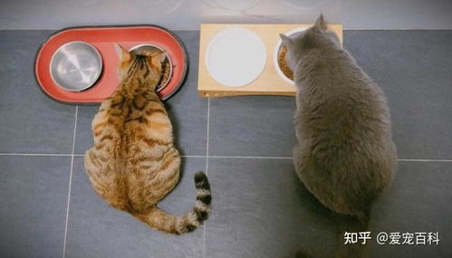如何让猫咪长胖
