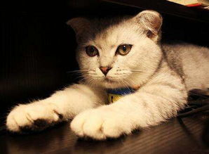 如何让猫快乐