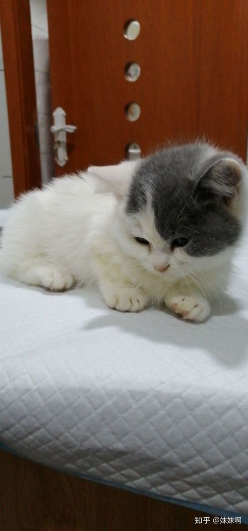 活体猫在哪里购买