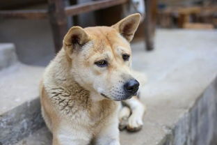 中华田园犬如何训练
