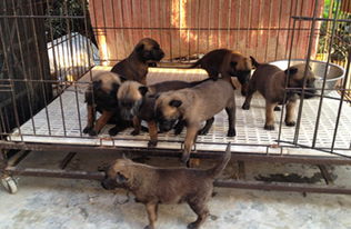 马犬打猎找骚怎么样