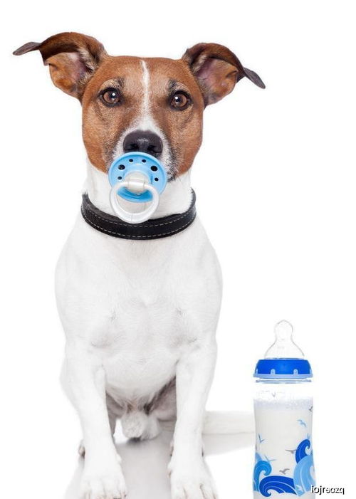 萨摩耶幼犬一天睡多久
