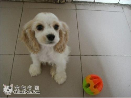 小狗在哪里买