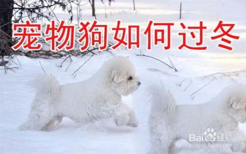 冬天小狗如何过冬