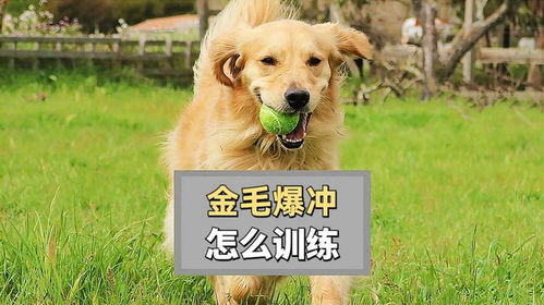 金毛狗该怎么样训练