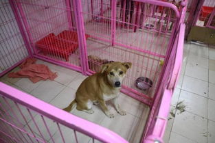 哪里能领养狗狗北京