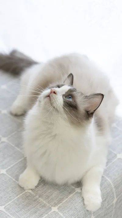 如何区分猫咪假孕