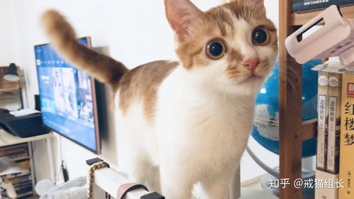 如何测试猫是否健康