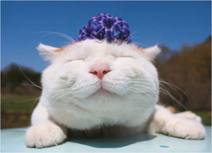 如何让猫不上沙发和床