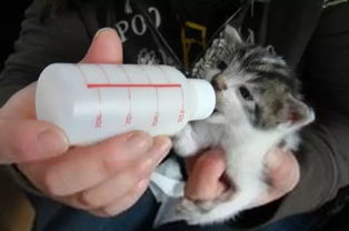 人工喂养小猫多久断奶