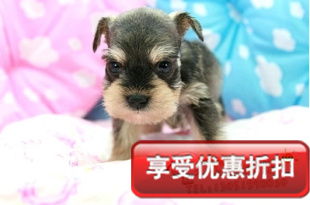 如何选择雪纳瑞犬