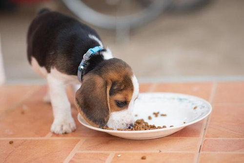 幼犬出生后多久喂食