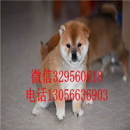 哪里能买到纯种柴犬
