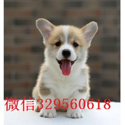 绍兴哪里可以买到狗