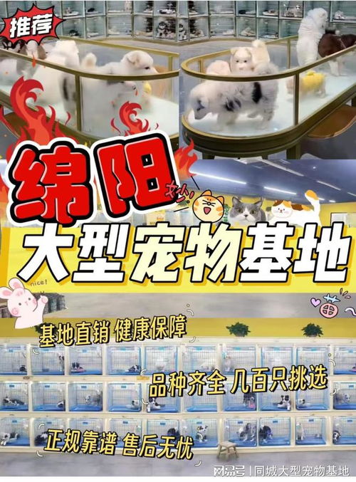 绵阳哪里能买狗