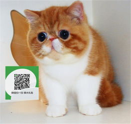 哪里可以买加菲猫