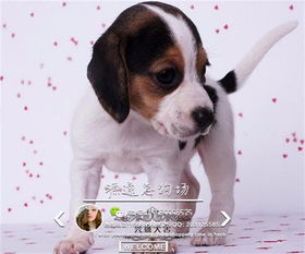 从哪里买宠物狗狗