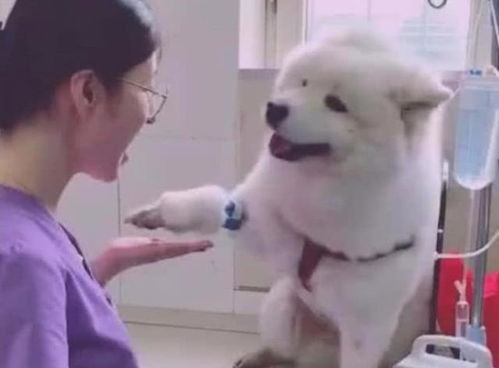 萨摩耶犬如何打针