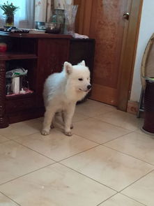 办理狗托运要多久