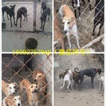 灵缇犬和细犬哪个好