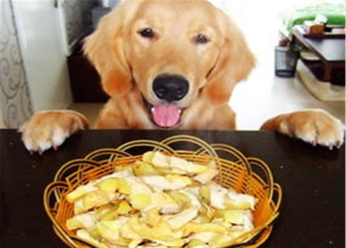 如何教狗狗吃饭