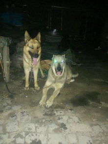 牧羊犬和狼青哪个值钱