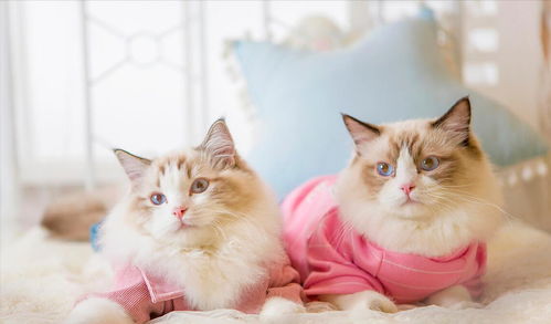 布偶猫多久才长毛