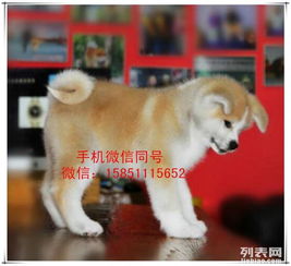 沈阳哪里买狗狗