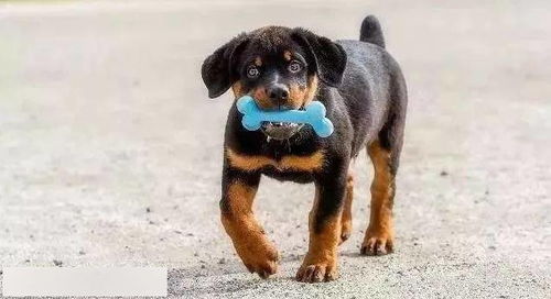罗威犬如何训练