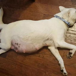 狗狗多久才能发现怀孕