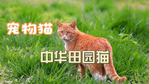 中华田园猫去哪里买