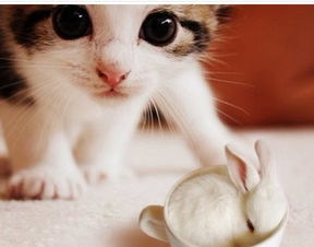 兔子和猫哪个漂亮