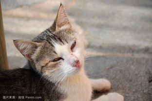 如何让猫在窝里睡觉