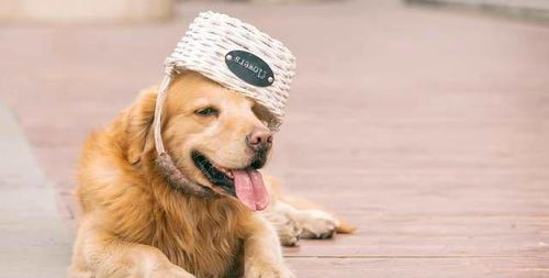 柴犬和博美哪个好