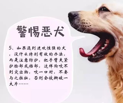 如何防止狗咬东西