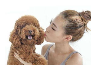 泰迪犬多久会走路