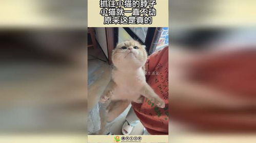 抓小猫脖子哪里