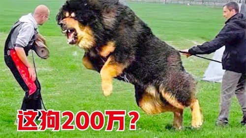 大狗贵族犬有哪些