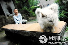 重庆哪里有猫市